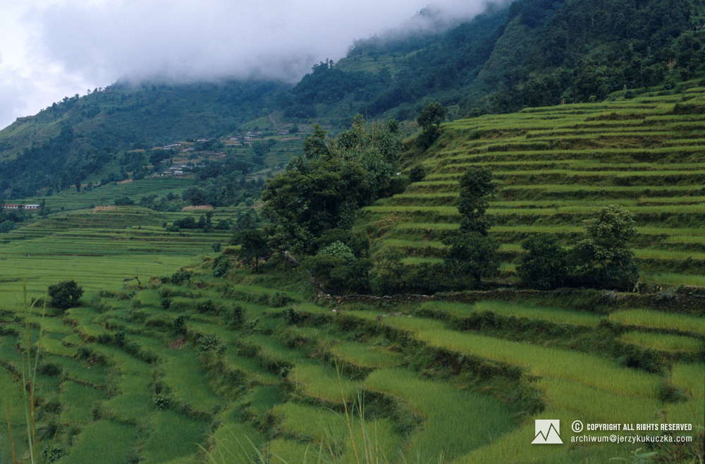 Nepalskie pola ryżowe.