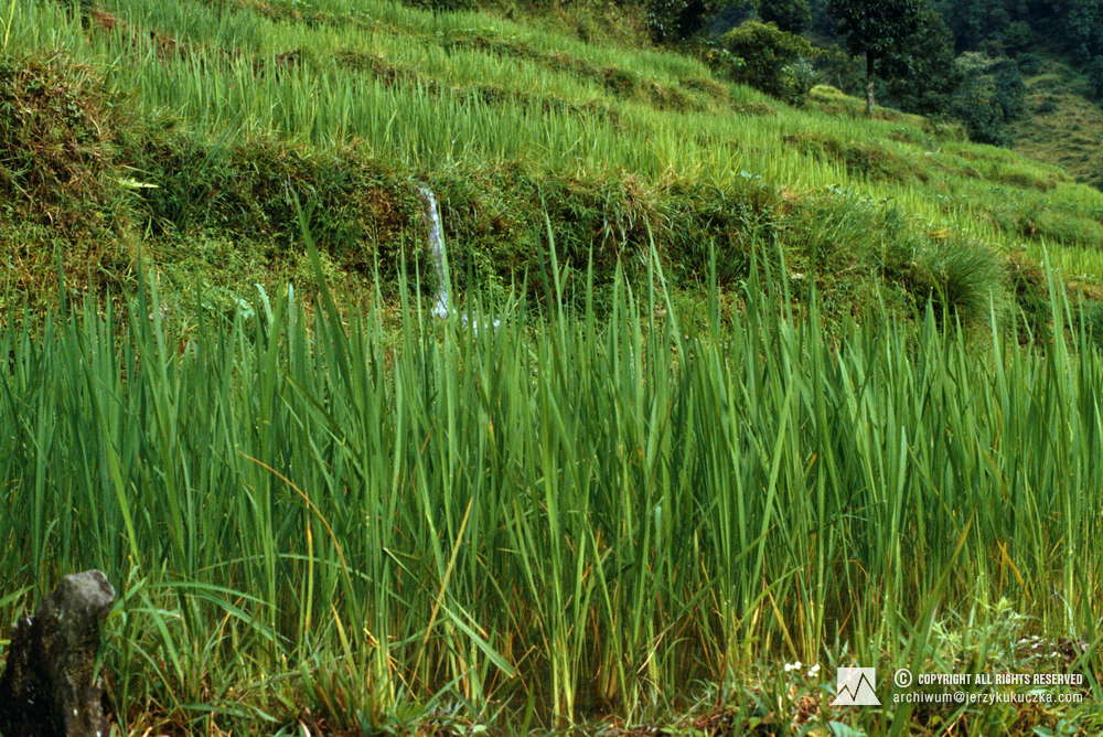 Nepalskie pola ryżowe.
