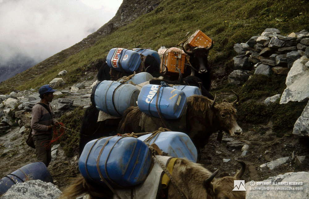 Poganiacz jaków prowadzi zwierzęta do bazy.