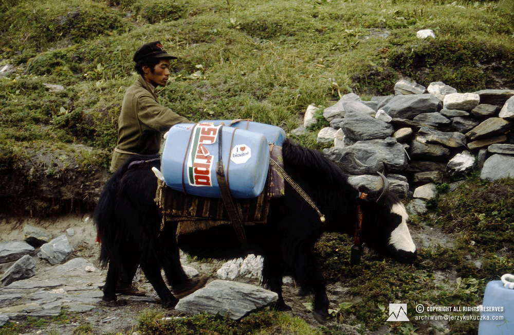 Poganiacz jaków prowadzi zwierzęta do bazy.