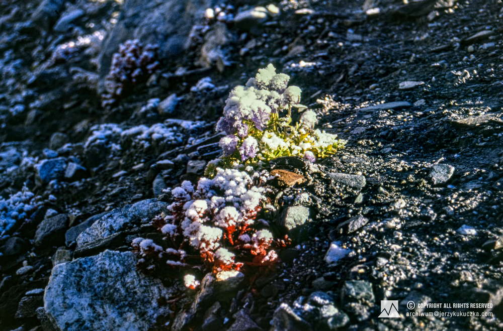 Roślinność porastająca stok Lhotse.