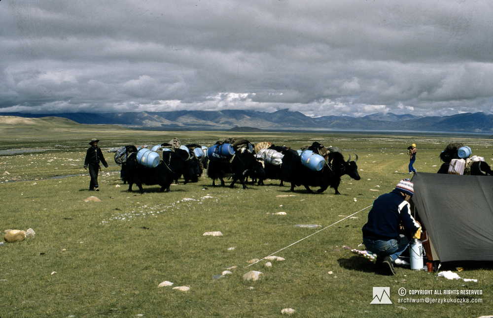 Małgorzata Fromenty-Bilczewska filming a yak herder with animals. Lech Korniszewski is turned with his back.